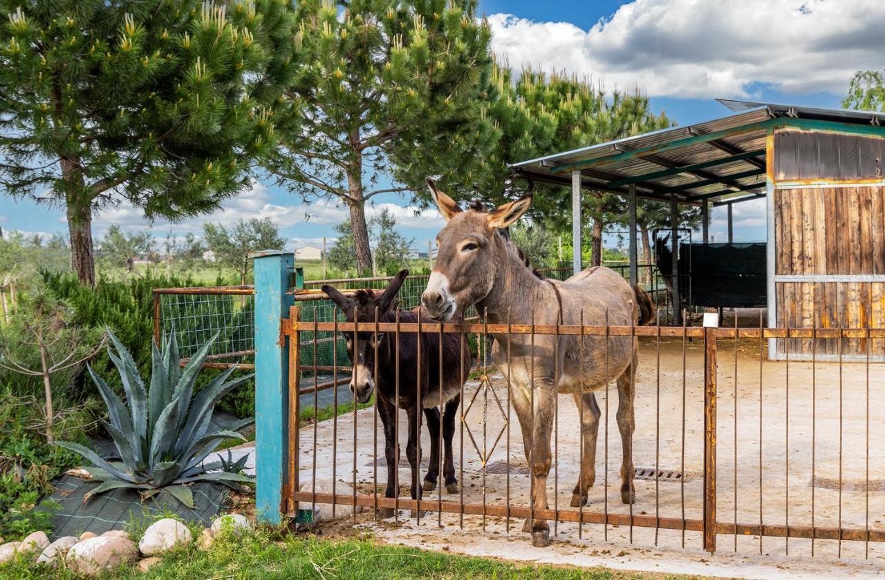 Relais Ca' Maddalena Villa Villafranca di Verona Dış mekan fotoğraf